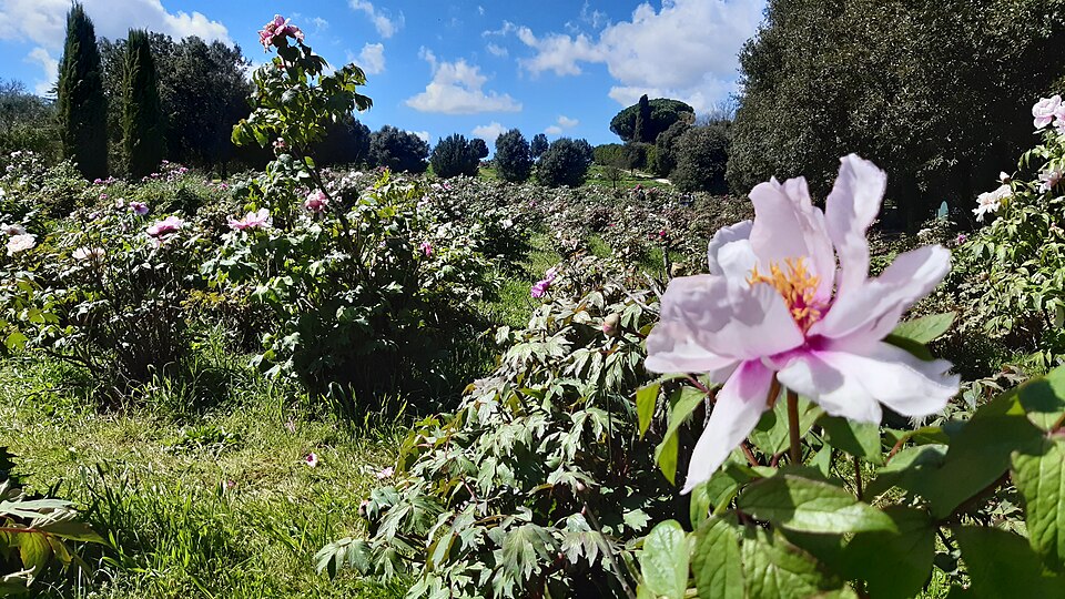 Peony Field