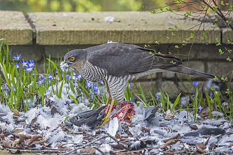 Eurasian sparrowhawk (Accipiter nisus nisus) male visits our garden