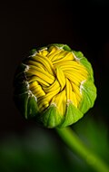 * Nomination Daisy bud, Fundação Calouste Gulbenkian, Lisbon, Portugal (by Julesvernex2) --Sebring12Hrs 15:34, 9 May 2025 (UTC) * Promotion Good quality. --Kritzolina 17:14, 9 May 2025 (UTC)
