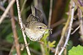 Whoops, this time sure looks invalid to me! * Nomination A common chiffchaff with a fly. --Alexis Lours 11:37, 25 May 2025 (UTC) * Promotion  Support Good quality. --Romzig 16:21, 25 May 2025 (UTC) Oops. Thanks for the tip. I've corrected the time.