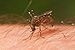 Mosquito Tasmania.jpg