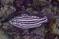 * Nomination: Goldenstriped soapfish (Grammistes sexlineatus), Zanzibar, Tanzania --Poco a poco 06:09, 6 May 2025 (UTC) * * Review needed