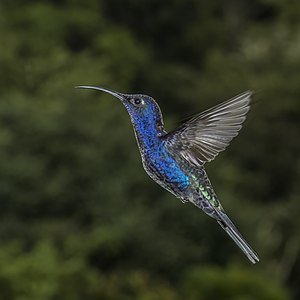 ♂ Campylopterus hemileucurus mellitus (Violet sabrewing)