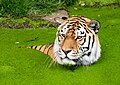 * Nomination Siberian tiger in Duisburg Zoo taking a bath in a pond convered with Lemna --Tuxyso 19:43, 30 May 2025 (UTC) * Promotion  Support Good quality, very detailled! --Shougissime 20:17, 30 May 2025 (UTC)