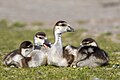 * Nomination Juvenile Egyptian geese in France. --Alexis Lours 19:43, 9 May 2025 (UTC) * Promotion  Support Good quality. --Lmbuga 22:34, 9 May 2025 (UTC)