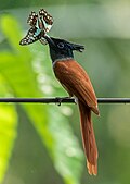 * Nomination Indian Paradise Flycatcher. By User:Khan Mashuk Ahmed --ROCKY 17:14, 2 May 2025 (UTC) * Promotion  Support Good quality. --FlocciNivis 12:56, 10 May 2025 (UTC)