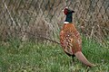 * Nomination Pheasant near the Elbe in Saxony-Anhalt. --Romzig 20:11, 09 May 2025 (UTC) * Promotion  Support Good quality. --Plozessor 03:19, 10 May 2025 (UTC)