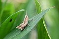 * Nomination common field grasshopper (larva) in the Kröllwitz district of Halle (Saale), Germany . --Romzig 15:01, 10 May 2025 (UTC) * Promotion  Support Good quality. --Jakubhal 17:39, 10 May 2025 (UTC)
