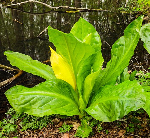 Hortus Haren. Blooming moeraslantaarn (Lysichiton americanus), yellow skunk cabbage.