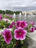 * Nomination: Flowers at Luzhkov Bridge --Lvova 08:15, 28 May 2025 (UTC) * Review The background is really blurry, maybe too much since the setting is intended to characterize the main subject of the picture - otherwise quite common. Those are Petunias. --Harlock81 12:17, 28 May 2025 (UTC) Thanks, the category is added. --Lvova 12:37, 28 May 2025 (UTC)