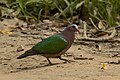 * Nomination: Asian Emerald Dove in Kaziranga National Park, Assam, India. --Tisha Mukherjee 05:38, 31 May 2025 (UTC) * * Review needed