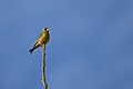 * Nomination: Greenfinch in the Kröllwitz district of Halle (Saale). --Romzig 19:14, 28 May 2025 (UTC) * * Review needed