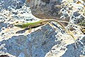 * Nomination: Otranto (Apulia, Italy) - Ruin lizard (Podarcis siculus) on a rock --Benjism89 10:12, 29 May 2025 (UTC) * * Review needed