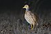 Plains-wanderer female 8173.jpg