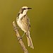 Tawny-crowned Honeyeater 2 - Maddens Plains.jpg