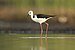 Pied Stilt, Pitt Town Lagoon.jpg