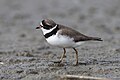 * Nomination A Semipalmated Plover in the impoundment at Matt's Landing Road. --Needsmoreritalin 04:50, 11 May 2025 (UTC) * Promotion  Support Good quality. --Jakubhal 06:00, 11 May 2025 (UTC)