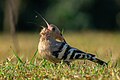 * Nomination Eurasian hoopoe (Upupa epops). By User:Lisunkhanbd --Moheen 09:15, 9 May 2025 (UTC) * Promotion  Support Good quality. --MB-one 13:10, 9 May 2025 (UTC)