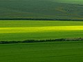 Farmland near Liddington Warren, Swindon - geograph.org.uk - 831232.jpg