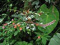 Phytolacca rivinoides (plant) in Costa Rica.jpg