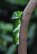 A Larva of Papilio memnon 09sai .jpg
