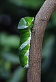 A Larva of Papilio memnon 09sai.jpg