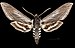 Sphinx perelegans MHNT Cut 2010 0 474 - Gold run placer Co. California - male dorsal.jpg