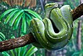 Green Snake at rest-1and (4622295817).jpg