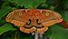 Polyphemus Moth (Antheraea polyphemus).JPG