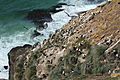 Black-browed Albatross colony (5586426428).jpg
