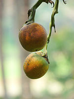 Areca catechu nuts at Kadavoor.jpg