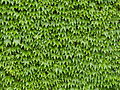 Wall of Ivy Leaves 1.jpg