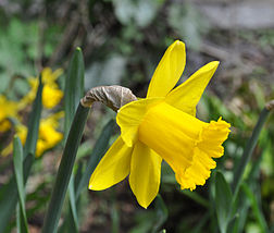 Narcissus R01.jpg