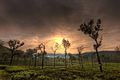 Sunrise in the Nilgiris.jpg