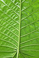 Back Of Leaf @ Botanical Gardens (1915121475).jpg