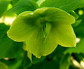 Helleboris viridis ziedas resize.jpg