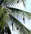 Nests on coconut tree.jpg