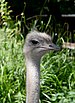 Ostrich July 2019-1.jpg