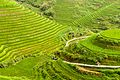 Dragon's Backbone Rice Terraces (Longsheng) - panoramio (1).jpg