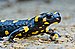 Fire salamander (Salamandra Salamandra).jpg