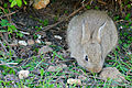 European Rabbit (Oryctolagus cuniculus) (17038036390).jpg