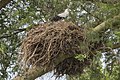 Palm nut vulture (Gypohierax angolensis) on nest.jpg