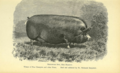 Berkshire Sow 1870.png