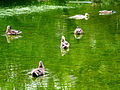 Arboretum - 'Land unter' nach Gewittersturm 2012-07-03 17-47-46 (P7000).JPG