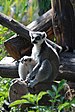 Lemur catta (DFdB).JPG