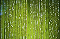 Green Glitter Scene (4113163454).jpg