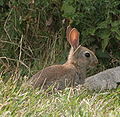 Young wild rabbit.JPG