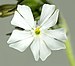 (MHNT) Silene latifolia - flower.jpg