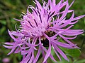 Centaurea jacea by Igors Jefimovs.jpg