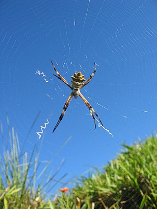 A spider at the Rainbow World Gathering 2004 in the south of Costa Rica near the Parque Internacional la Amistad